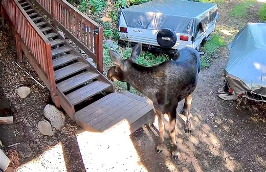 91K views · 691 reactions | HELLO THERE! It's not every day a moose sighting is caught on camera! Utah's Weather Authority Brian Williams said this moose was just outside his cabin in Garden City Wednesday morning. Maybe this moose just needed to borrow a cup of sugar? | FOX 13 News | Facebook