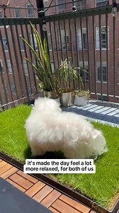 Living in the city with your dog? Make potty breaks easier & more frequent with these real grass patches for dogs of all sizes! Perfect subscription for inside an apartment or on a balcony to help with training and life’s busy days.  Real green grass for potty trips & training ️ Flexible subscription options to fit your schedule  Neutralizes odors, sort of like a cat litter  Ideal for apartment living  Perfect on rainy days 領 Starts at just $32.20 | DoggieLawn | Facebook