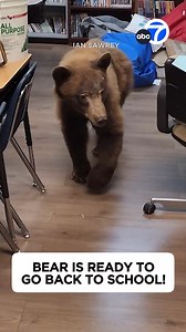 Back to school, back to school. A California teacher was getting her class ready for the first day of school when she got quite the surprise. She found a bear roaming around her classroom. https://abc7ne.ws/3WCQQff | ABC7 News