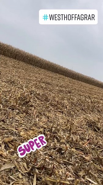 Exploring a Vast Cornfield and Harvester Process