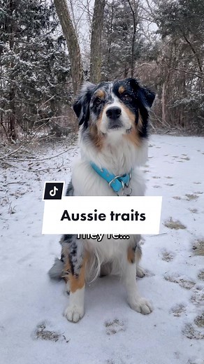 Exploring Australian Shepherd Traits and Personality