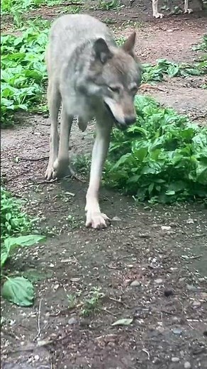 Hanging out with the wolves 🐺