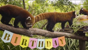 Happy 1st Birthday to our gorgeous Red Panda triplets 'Mohan, Raj and Phinju'. 🎉😍 | Symbio Wildlife Park