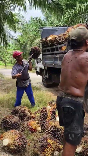 一分耕耘➕一分收获🟰先壮树➕后壮果