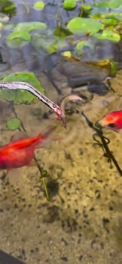 Raising a Baby Alligator Gar in a Fish Tank 😳 #AlligatorGar #AquariumLife