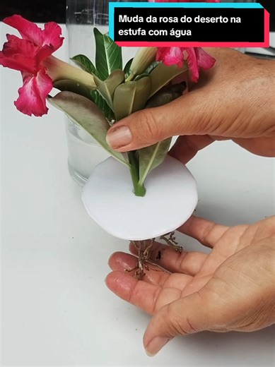 Muda da rosa do deserto com água #rosadodeserto #viraliza