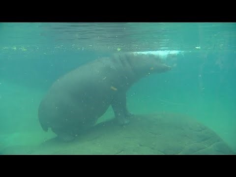 Zoo Day | Hippos at the San Diego Zoo