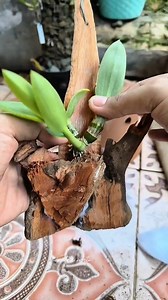 For mini-planted Dendrobium orchids, this will look very beautiful when planted using the wood grafting method. Here's an example. Watch the video until the end. Hope in it useful Happy gardening orchids #plantingorchid | Ratna Wati