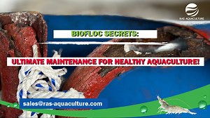 BIOFLOC SECRETS: ULTIMATE MAINTENANCE FOR HEALTHY AQUACULTURE! Hey Aquaculture Enthusiasts! 🌊 We just uploaded a new video on RAS Aquaculture that you don't want to miss! This episode reveals the secrets to maintaining a healthy and productive biofloc system. From essential water quality management to the best feeding strategies, we've got all the tips and tricks you need to ensure your aquaculture thrives. Proper maintenance is key to a successful biofloc farm. Whether you're just starting or 
