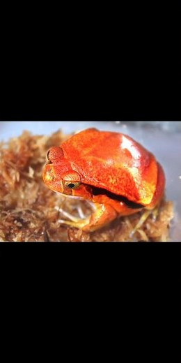 The Ripest Frog in the Forest: Tomato Frog 🐸🍅