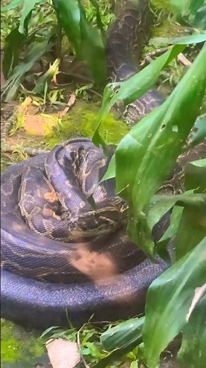 The Central African Rock Python- One of the biggest snakes in the World#shorts#nature #safari