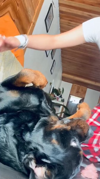 🧡🐶🧡#tyrion #mascotas #rottweiler #oxapampa