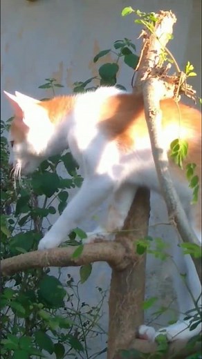 cute cat lovely moments 😻 playing 🐈 lovely mood 🐈#cat videos #trending #short #viral #animal