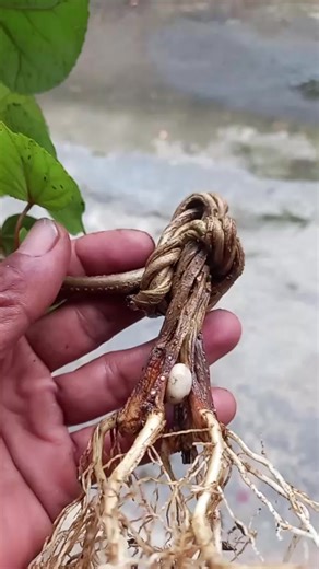 bahan bonsai waru taiwan program gerak dasar plintir #bonsai #bonsaiwaru #bonsaitermahal