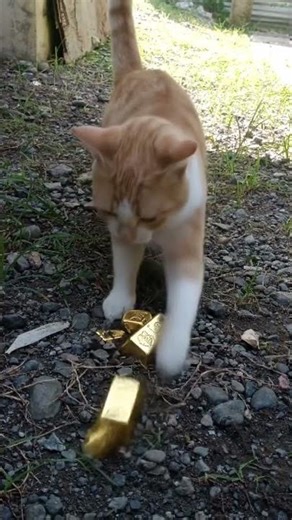 my cat is digging gold bar 🏅 subscribe#fypシ゚viral