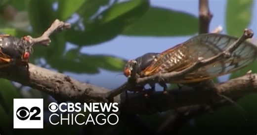 Cicadas pee from trees. And they urinate a lot, new study finds.