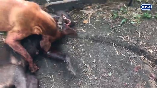 Horrific dog fighting scenes