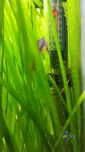 Top Tips for Keeping Rainbow Shark 🐟#rainbowshark #aquariumfish #fishtank #aquariumlife #fishkeeping