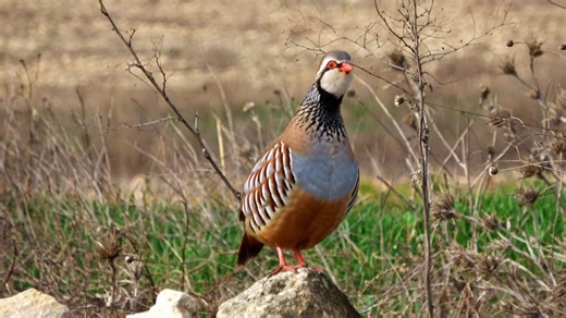 Bird, Greater Crested Tern