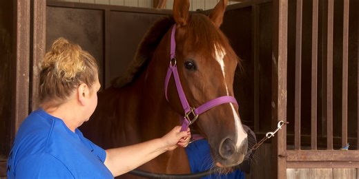 Live horse racing returns to Omaha’s Horsemen’s Park this weekend