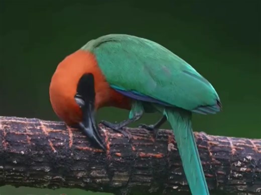 棕翠鴗 Rufous Motmot