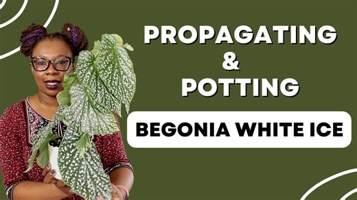 Begonia PROPAGATION And Care For BEGINNERS