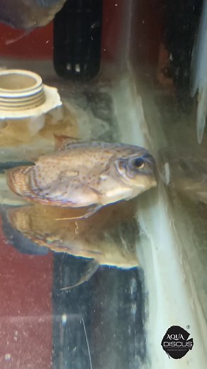 94K views · 376 reactions |  Witness the Incredible Transformation...