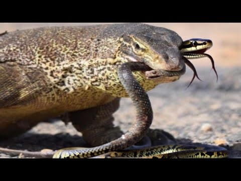 Difference between "King Cobra vs Monitor Lizard " Who will Win " Animals facts 🔥🐍
