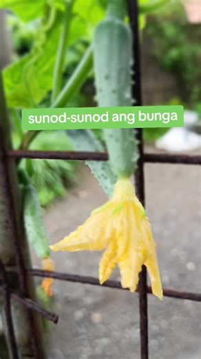 Growing Cucumbers: Best Practices for Healthy Harvest