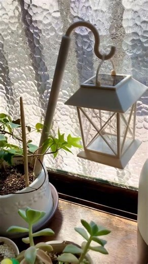 DAISOのソーラーランタンとサボテン#plants#園芸ライフ #室内植物