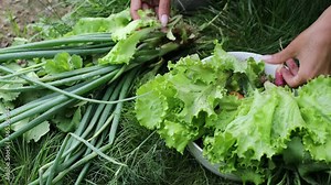 Beautiful female hands close-up collect summer harvest from garden bed. 4K Footage.