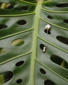 8.9K views · 184 reactions | The linen pin, an emblem of Loro Piana’s textile legacy and unique way with fibres. Part of the Maison’s Costume Jewellery Collection, the linen pin condenses 100 years of exquisite workmanship into a delicate symbol. The iconic fibre also serves as the collection’s key inspiration, synonymous with lightness, ease, and effortlessness. #LoroPiana #LoroPianaSS25 | Loro Piana | Facebook