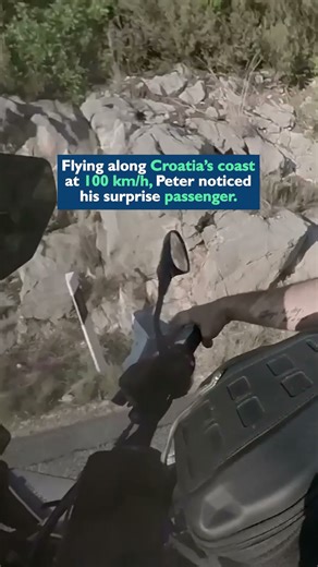 He thought he was riding alone… until this slithery stowaway appeared! 🐍😳 #shorts