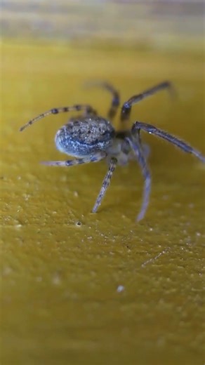 Do Spiders make Web Everyday? #spider #curiosity