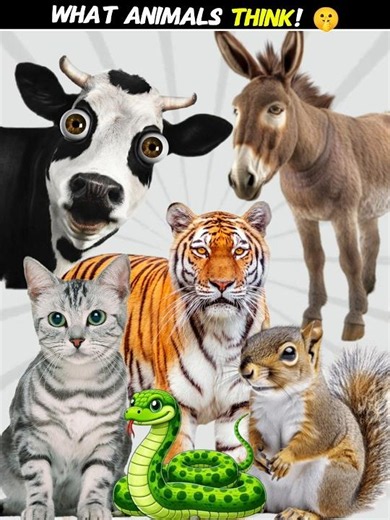 What do animals think about us humans?