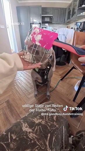Einstein: Fortschritte im Hundetraining nach 10 Wochen