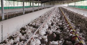 Intensive factory farming of chickens in broiler houses