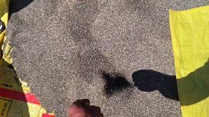 38K views · 437 reactions | Neemuch Mandi bhav 07 February 2025 | chia seed , posta, coriander, alsi | price of all crop | नीमच औषधि मंडी | Facebook