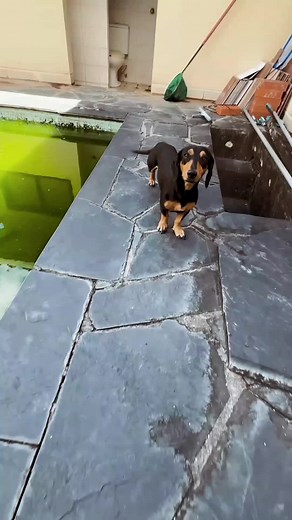 Pool Cleaning Horror: $50,000 Repair Bill Regret