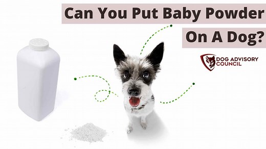 Can You Put Baby Powder on a Dog? (Explained) | Dog Advisory Council