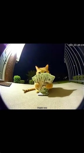 Woah Cat Got Motion!😯🤑 #cats #catshorts #motion #sleep