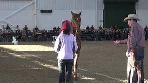 355 reactions · 59 shares | Trailer Loading Part 4 13 year old Becky loads her horse Charlie into the trailer with Pat Parelli - Fan Page coaching her. Thank you to everyone present for your support and encouragement of Becky, a very impressive young lady, well done! | Parelli Natural Horsemanship | Facebook