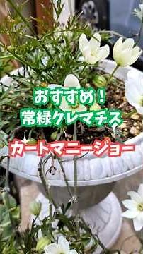 カートマニージョー #ペトリエイ #常緑クレマチス
