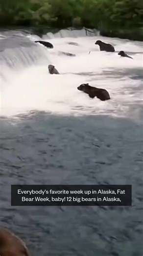 Fat Bear Week is back in Alaska’s Katmai National Park as behemoth brown bears pack on the pounds ahead of hibernation season. The 12 contestants will face off in a single-elimination, bracket-style tournament to see who will be named the fattest of them all in the wildly popular online voting contest called Fat Bear Week. | NBC News