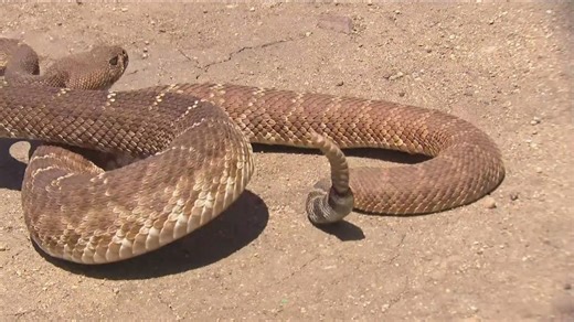 Rattlesnake myths vs. facts | What you really need to know as temps rise