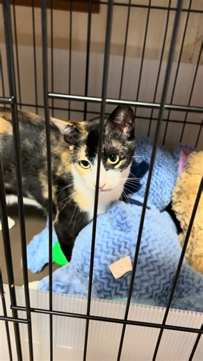 メインクーン混じりと思われる雑種の「ピルルル」という子猫を呼ぶ母猫の鳴き声