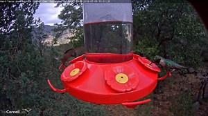 4.5K views · 243 reactions | Turn up your volume and listen to the trilling sounds at the West Texas feeder while you can. Male Broad-tailed Hummingbirds produce a loud trill with their wingtips as they fly, but over time the feathers that produce this sound wear down from use. By midwinter the trill is often inaudible. Before the next breeding season roles around they grow new feathers and are once again ready to trill away. See it LIVE at AllAboutBirds.org/TexasHummers | Bird Cams | Facebook