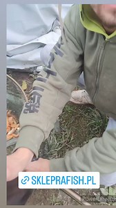 Sprzedaż żywych ryb do stawu i oczka wodnego #ryby #ryba #wędkarstwo #skleprafish | RaFish - Wędkarstwo Mazowieckie