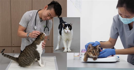 More than 24,000 pet cats licensed in S'pore, AVS planning to hold over 30 microchipping drives in 2025