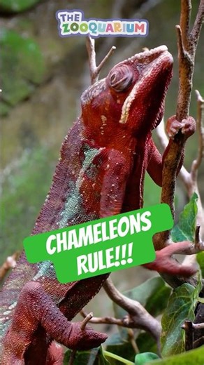 The smallest chameleon is HOW SMALL???